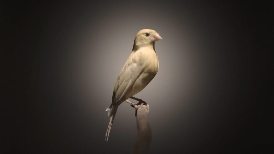 System wczesnego ostrzegania